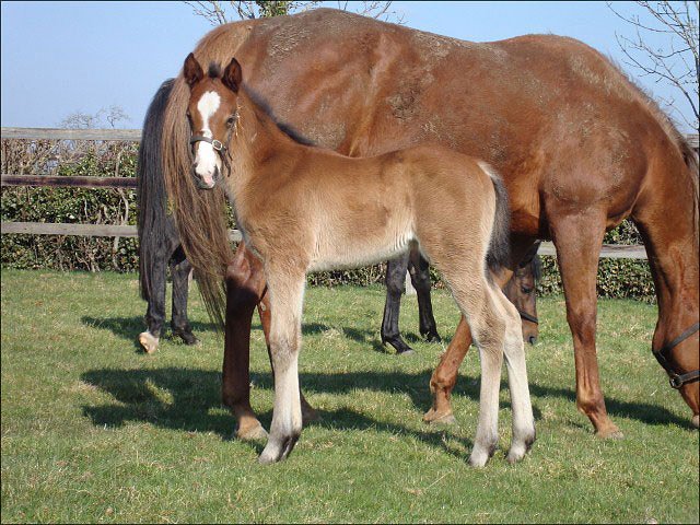 Windfast third at Newbury