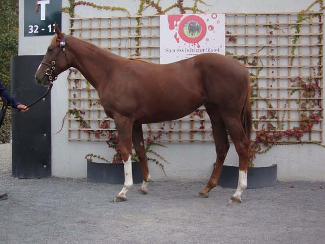 Windracer third at Tampa Bay Downs on 4th December 2020