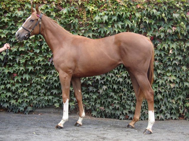 Windracer third at Tampa Bay Downs on 4th December 2020