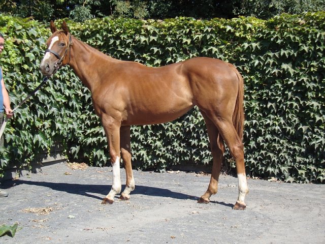 Windracer third at Tampa Bay Downs on 4th December 2020