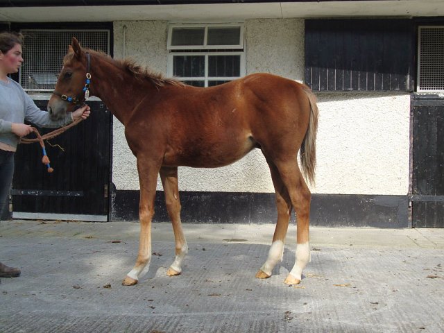 Winnebago wins at Tampa Bay Downs on 18th April 2026