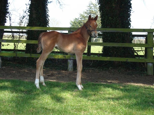 Winnebago wins at Tampa Bay Downs on 18th April 2026