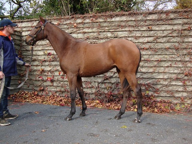 Wise Judgement wins at Beverley on 15th June 2021