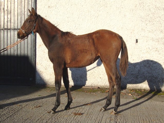 Wise Judgement second on racecourse debut at Beverley on 16th September 2020