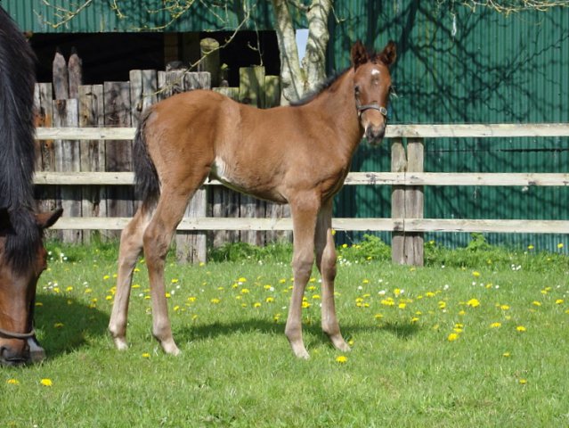 Wise Judgement second on racecourse debut at Beverley on 16th September 2020