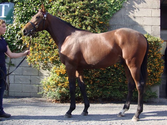 Wolfcatcherjack second at Catterick