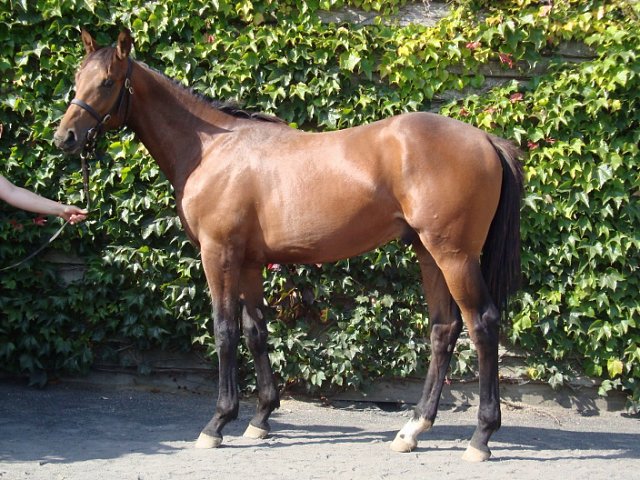 Wolfcatcherjack wins at Kempton