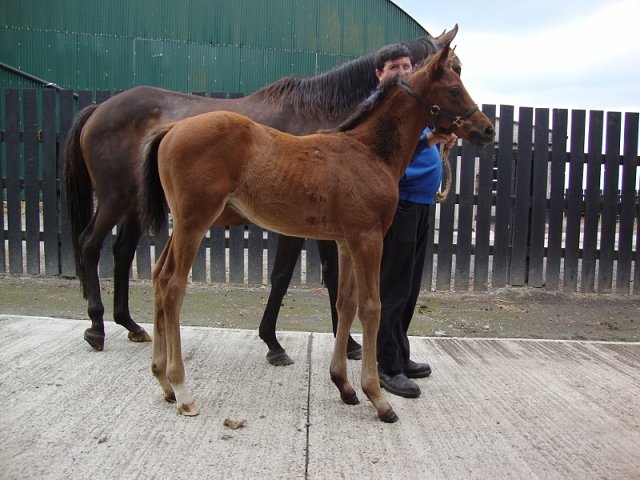 Wolfcatcherjack wins at Kempton