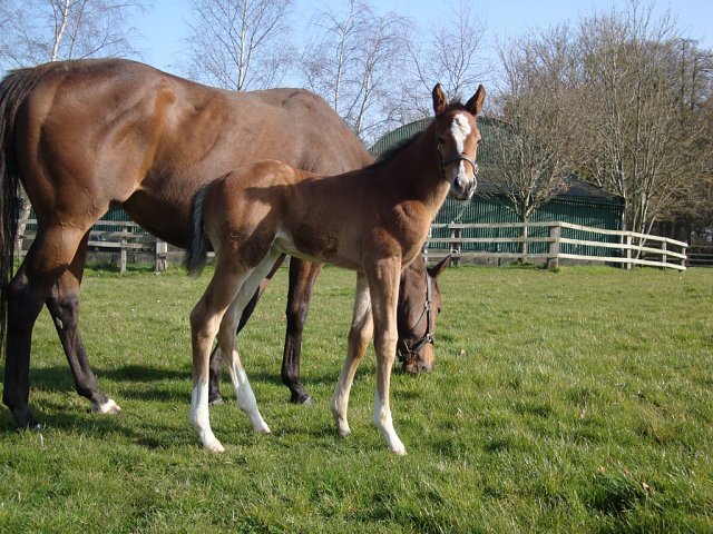 Wolf Coming third at Sha Tin on 1st January 2026