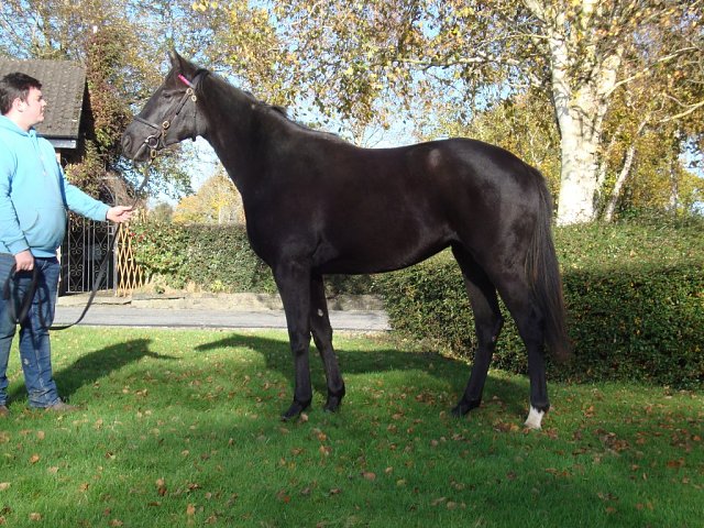 Yquem third at Leopardstown on 9th July 2026