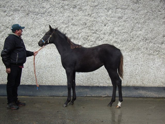 Yquem third at Leopardstown on 9th July 2026