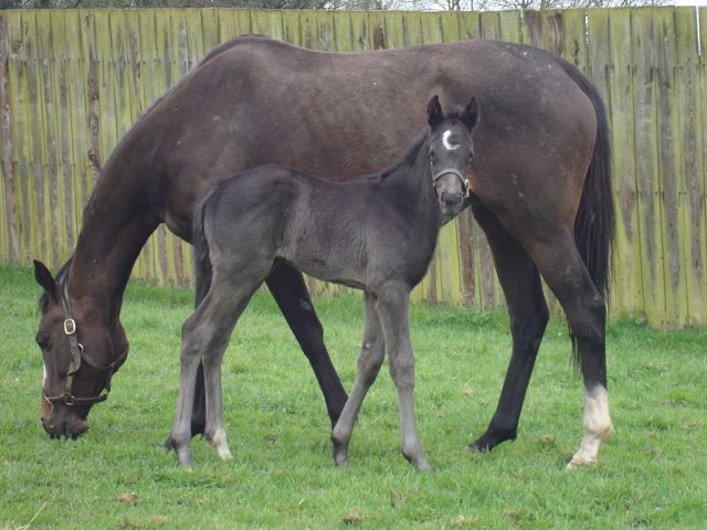 Yquem third at Dundalk on 13th January 2026