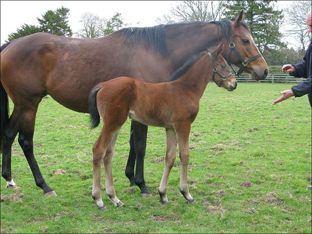 Zurigha third at Ascot