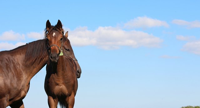 Boarding mares at Airlie Stud
