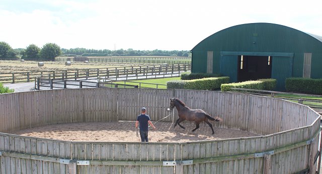 Yearlings in the lunging ring at Kilmacredock